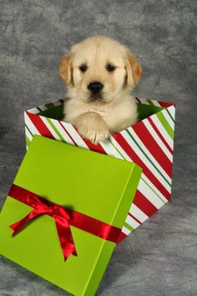 Radford Animal Hospital Picture 8