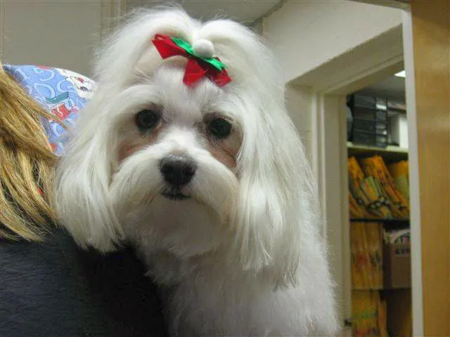 Radford Animal Hospital Picture 6