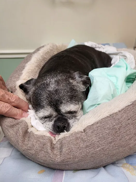 Radford Animal Hospital Picture 2