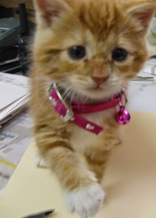 Radford Animal Hospital Picture 9