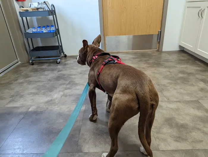 Main Street Veterinary Clinic Picture 1