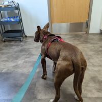 Main Street Veterinary Clinic ico