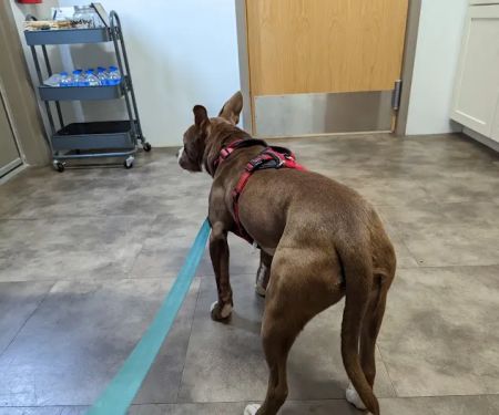 Main Street Veterinary Clinic