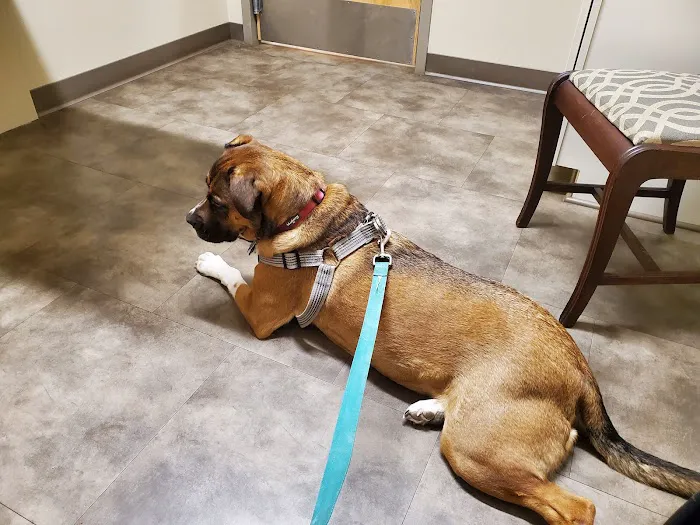 Main Street Veterinary Clinic Picture 3