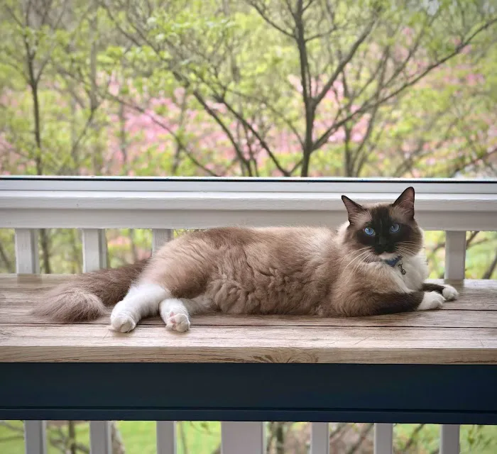 Immanuel Ragdolls Picture 2
