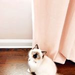Immanuel Ragdolls