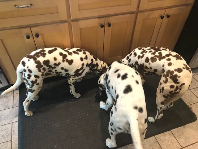 Dublin Animal Hospital Picture 6