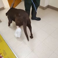 Dublin Animal Hospital ico