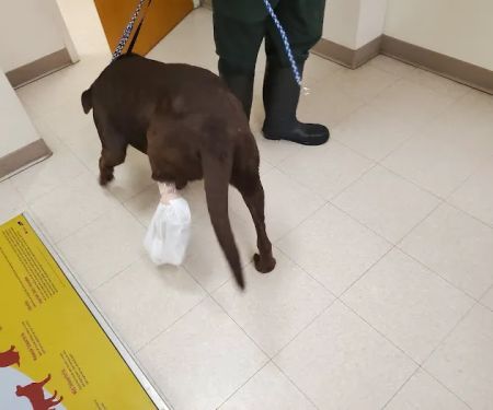 Dublin Animal Hospital