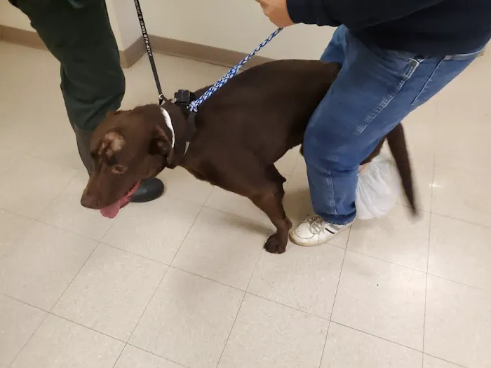 Dublin Animal Hospital Picture 2