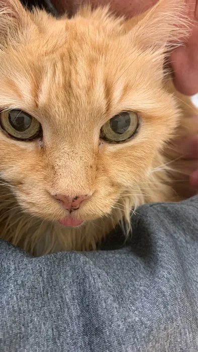 Dublin Animal Hospital Picture 3