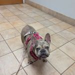 Bahama Road Veterinary Hospital