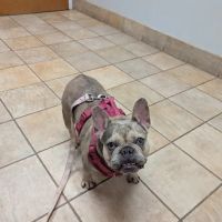 Bahama Road Veterinary Hospital ico