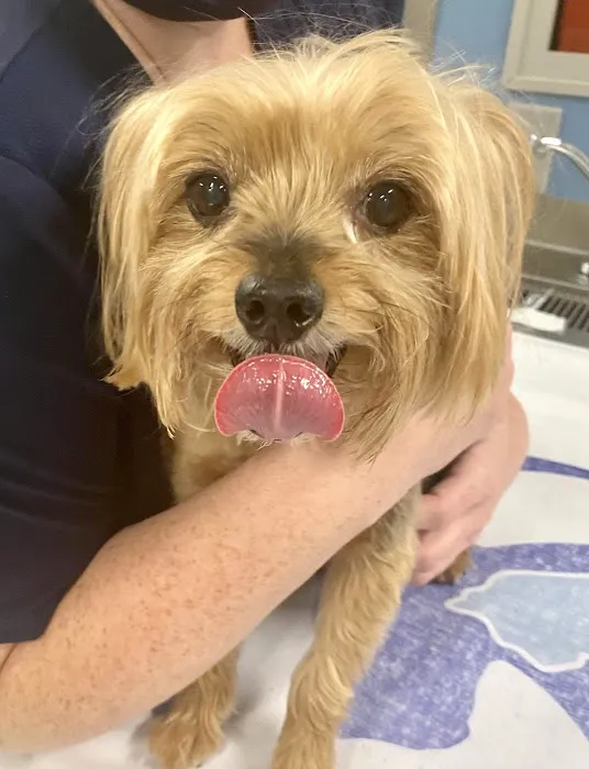 Eno Animal Hospital Picture 4
