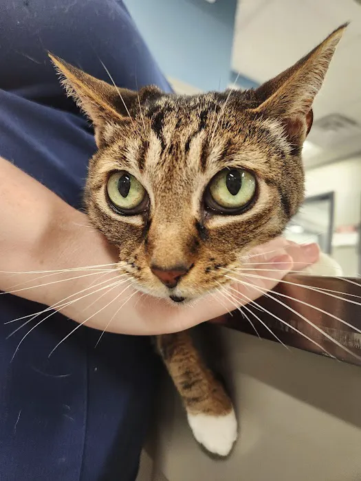 Eno Animal Hospital Picture 9