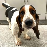 Eno Animal Hospital ico