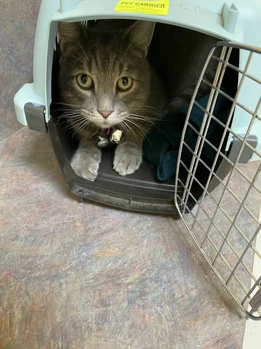North Paw Animal Hospital Picture 8