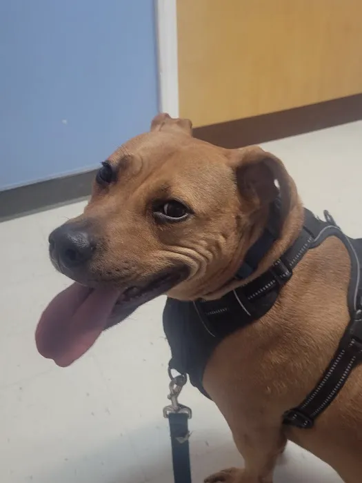 North Paw Animal Hospital Picture 1
