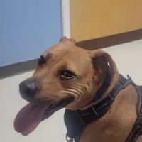 North Paw Animal Hospital ico