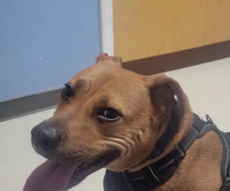 North Paw Animal Hospital
