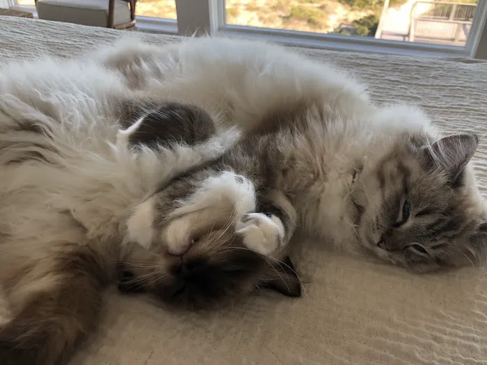 Raggymay Ragdolls Picture 3