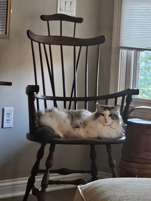 Raggymay Ragdolls Picture 2