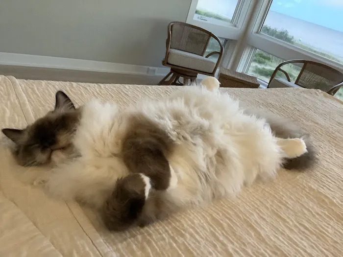 Raggymay Ragdolls Picture 4