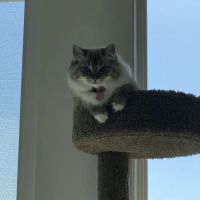 Raggymay Ragdolls ico