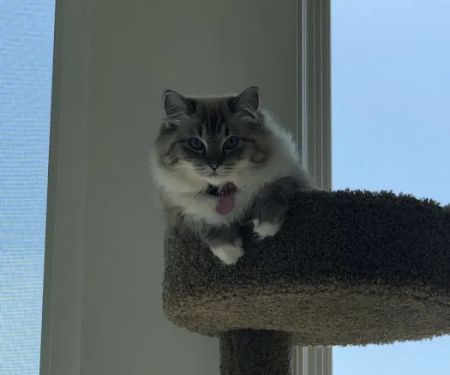 Raggymay Ragdolls