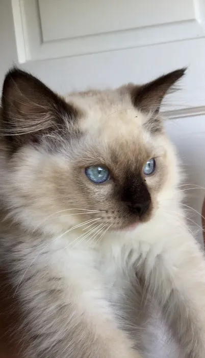 Raggymay Ragdolls Picture 6