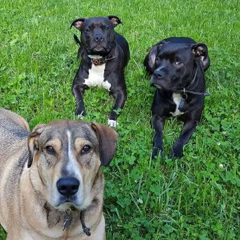 Mebane Veterinary Hospital Picture 1