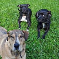 Mebane Veterinary Hospital ico