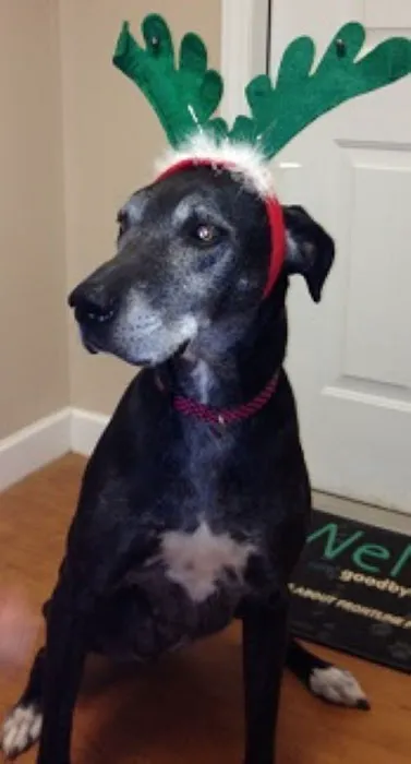 Mebane Veterinary Hospital Picture 9