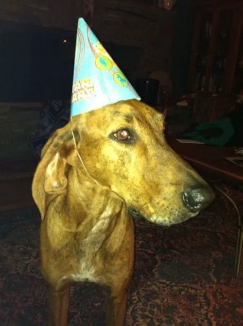 Mebane Veterinary Hospital Picture 8