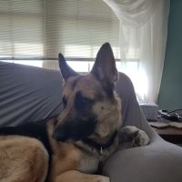 Graham Animal Hospital ico