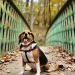 Spay & Neuter Clinic