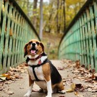 Spay & Neuter Clinic ico