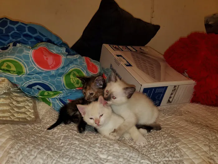 Spay & Neuter Clinic Picture 7