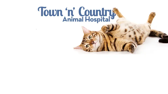 Town N Country Animal Hospital Picture 2