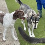 Town N Country Animal Hospital