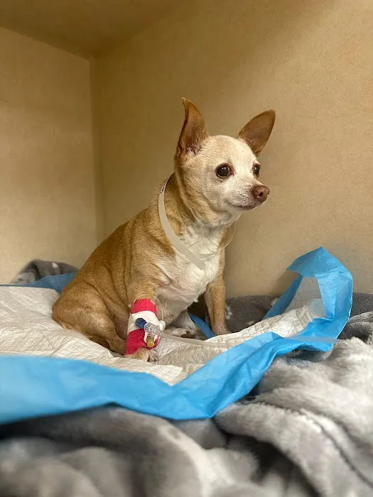 Town N Country Animal Hospital Picture 6