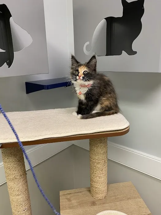 Town N Country Animal Hospital Picture 4