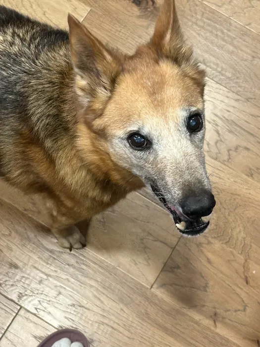 Piedmont Veterinary Clinic Picture 10