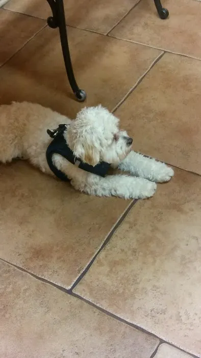 Piedmont Veterinary Clinic Picture 9