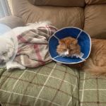 Piedmont Veterinary Clinic