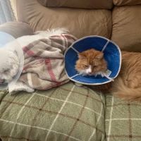 Piedmont Veterinary Clinic ico