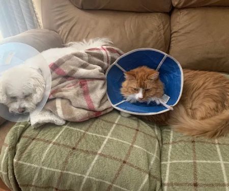Piedmont Veterinary Clinic