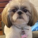 PetVet Vaccination Clinic