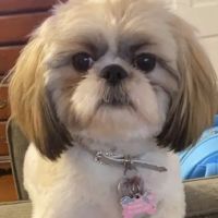 PetVet Vaccination Clinic ico