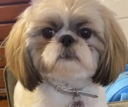 PetVet Vaccination Clinic